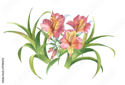 Watercolor botanical illustration of alstroemeria and tropical plants. Hand painting. Floral drawing for the greeting cards  invitations  personalized card and different decorations.