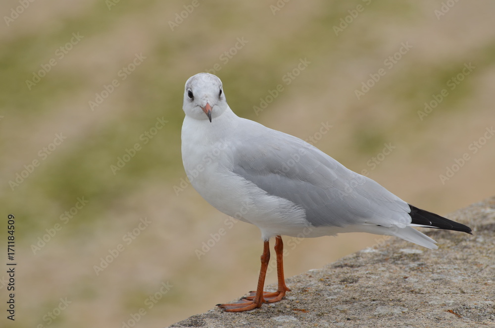 Fototapeta premium Mouette (France)