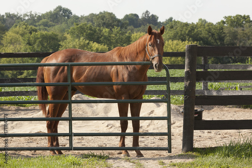 A chestnut Thoroughbred standing at a metal gate in a round pen with the countryside as the background.