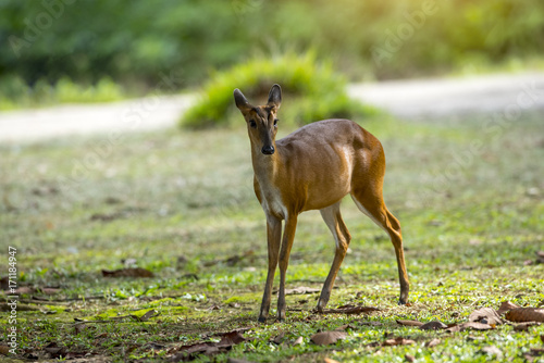 Barking deer  Muntja