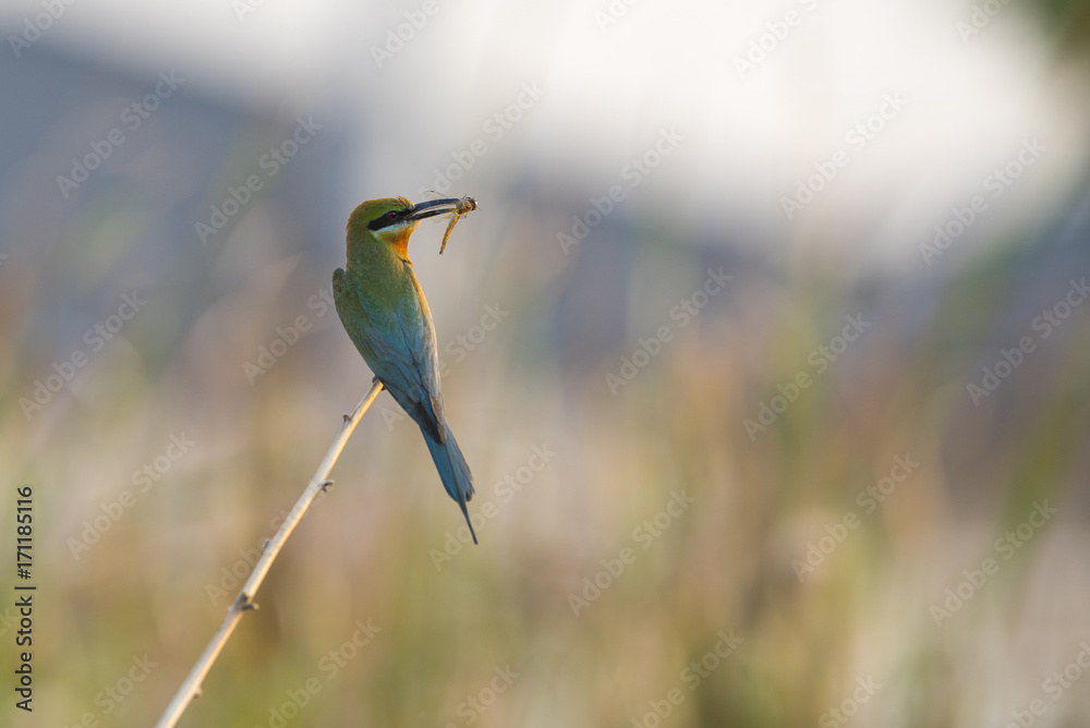 Beautiful bird, Blue-tailed bee-eater Beautiful bird, Blue-tailed bee-eater