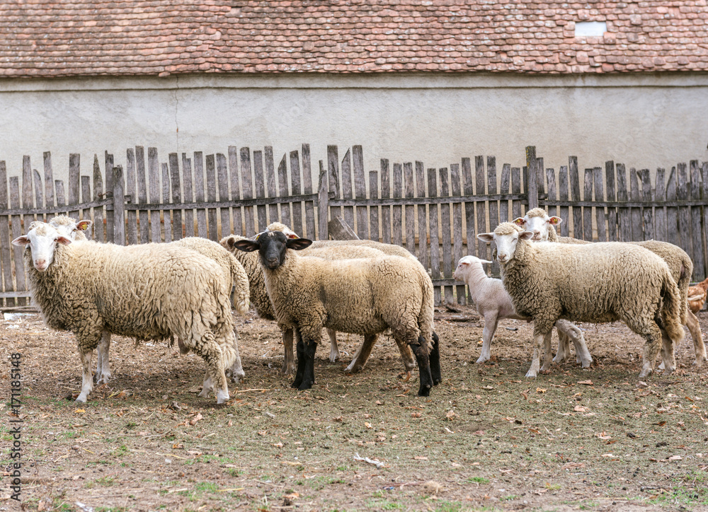 Obraz premium Sheeps on the farm