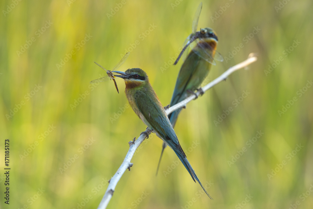 Obraz premium Beautiful bird, Blue-tailed bee-eater