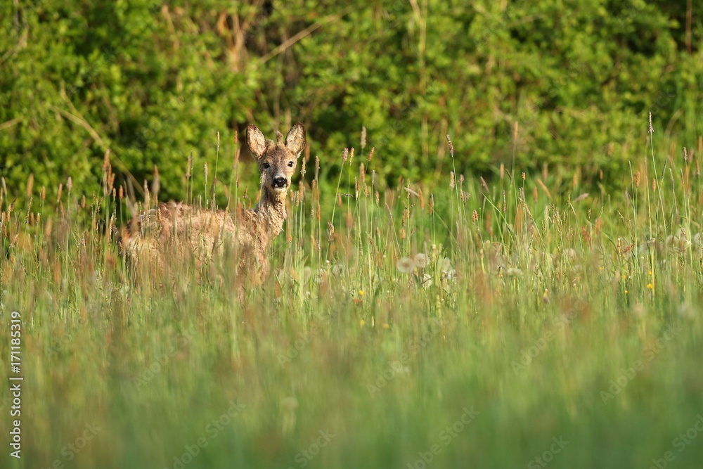 Roe deer male on the magical green grassland, european wildlife, wild animal in the nature habitat, deer rut in czech republic. Roe deer male on the magical green grassland, european wildlife, wild animal in the nature habitat, deer rut in czech republic.