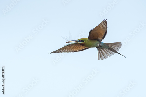 Beautiful bird, Blue-tailed bee-eater
