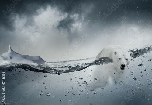 Ours blanc polaire seul dans l'océan