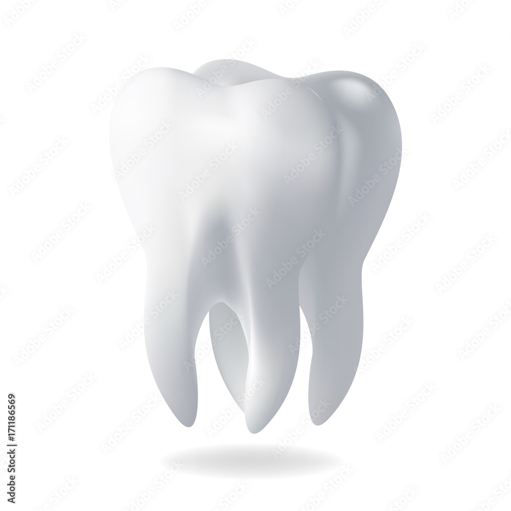 Realistic vector illustration human tooth. Realistic vector illustration human tooth.
