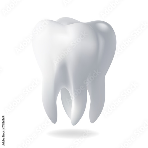 Realistic vector illustration human tooth. 