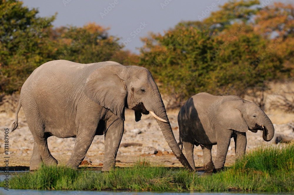 Obraz premium Afrikanische Elefanten an Wasserstelle, Etosha Nationalpark, Namibia, (Loxodonta africana)