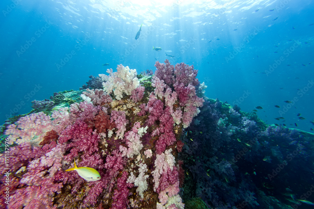 Obraz premium Colorful soft coral under the sea