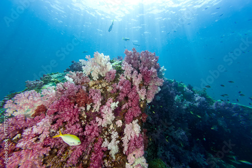 Colorful soft coral under the sea