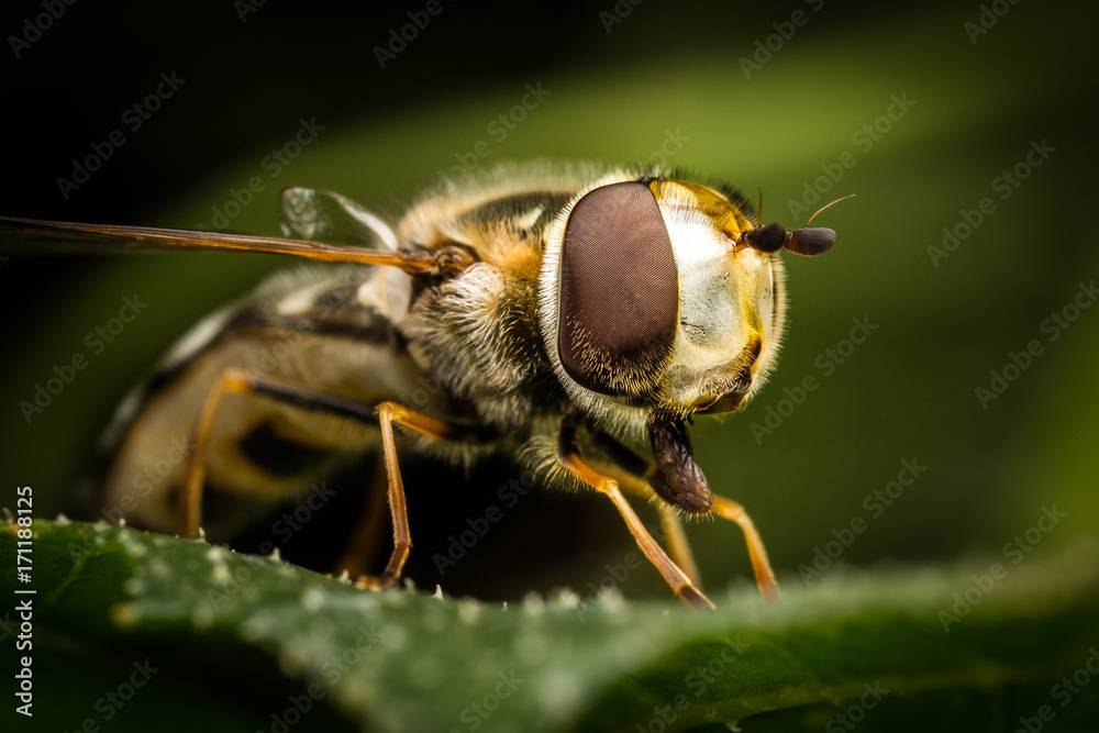 Hoverfly