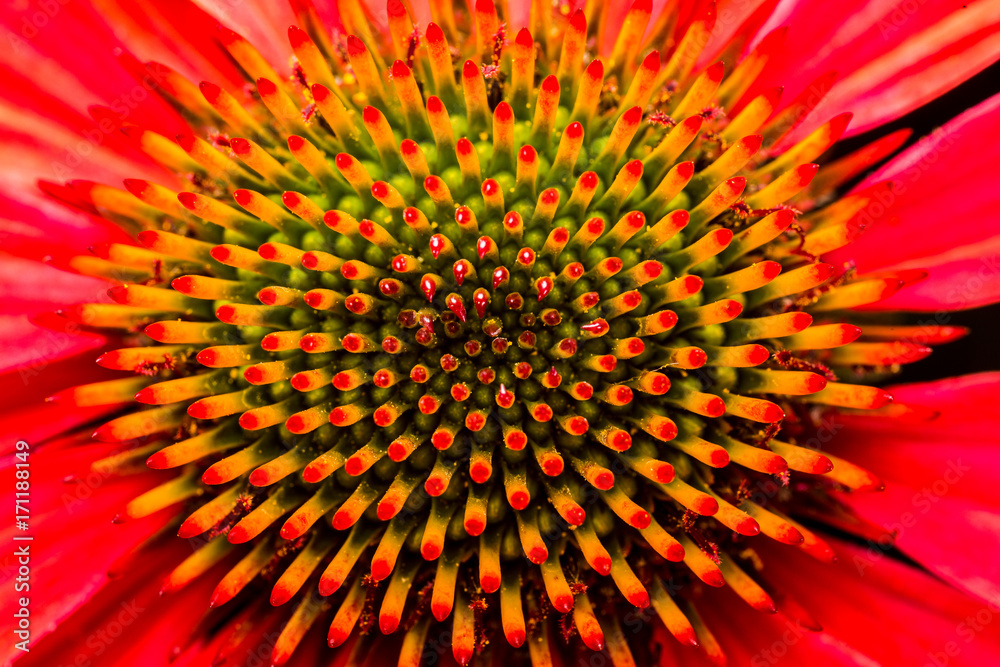 Echinacea