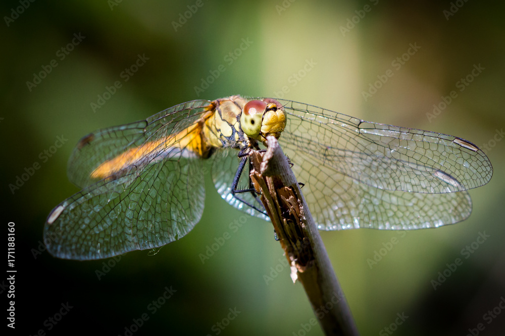 Dragonfly