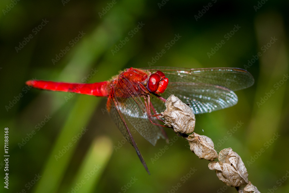 Red Dragonfly close up
