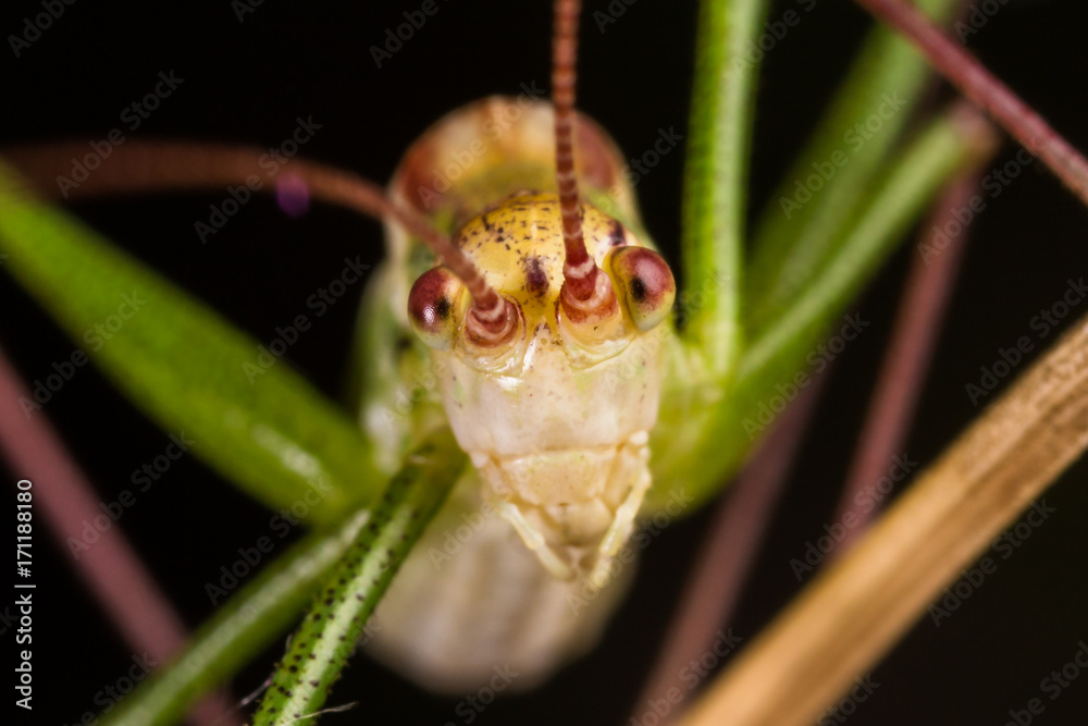 Grasshopper