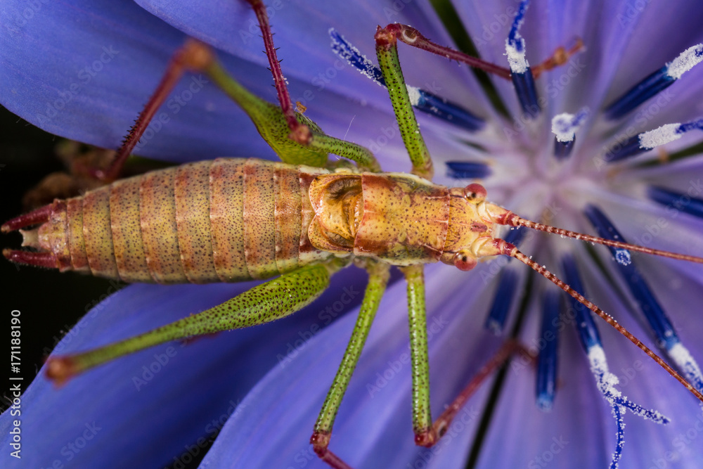 Long-horned Orthopterans Suborder Ensifera