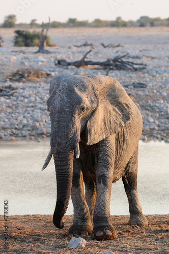 Afrikanischer Elefant  Etosha Nationalpark  Namibia   Loxodonta africana 