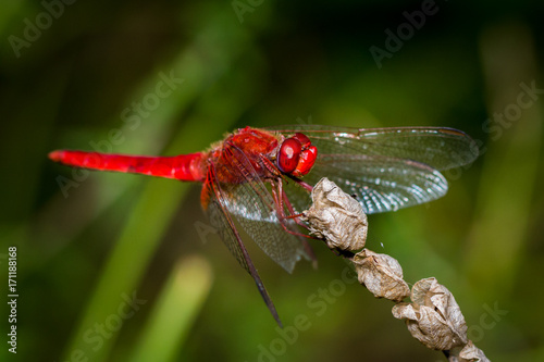 Obraz na płótnie Red Dragonfly close up w salonie