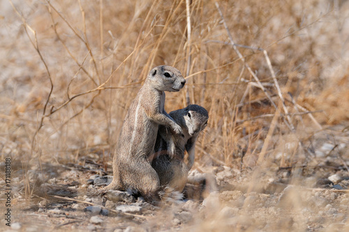 Zwei Kaperdhörnchen, Etosha Nationalpark, Namibia