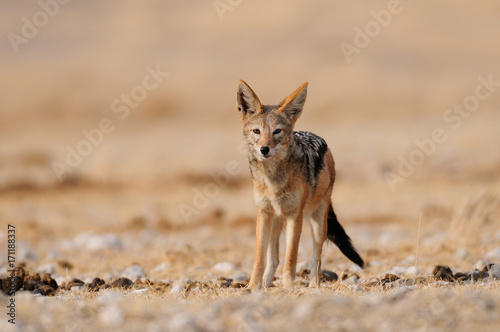 Schabrackenschakal, Etosha Nationalpark, Namibia, (Canis mesomelas) photo