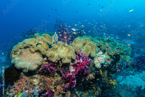 Weichkorallen an einem gesunden Korallenriff