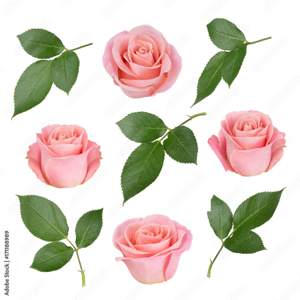 Fototapeta premium Zestaw z różowymi różami i liśćmi. Jako elementy projektu.