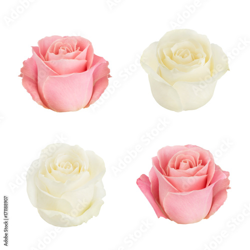 Set with pink and white roses. As design elements.