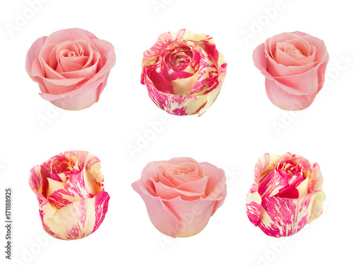 Set with pink and white roses. As design elements.