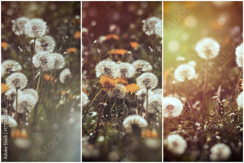 Fototapeta Naklejka Na Ścianę i Meble -  Selective and soft focus on dandelion seeds - beautiful nature