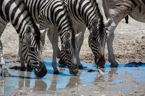 Drinking Zebras in Etosha Namibia