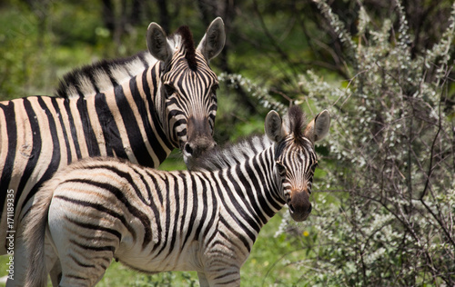 Mother and young zebra in Etosha Namibia