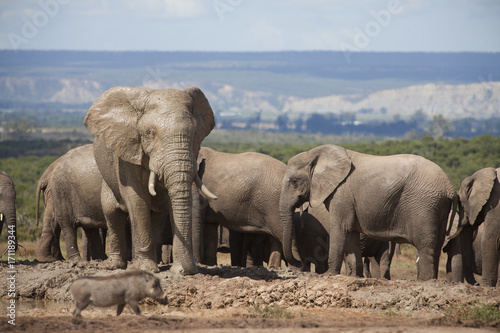 afrikanische Elefanten in freier Wildbahn