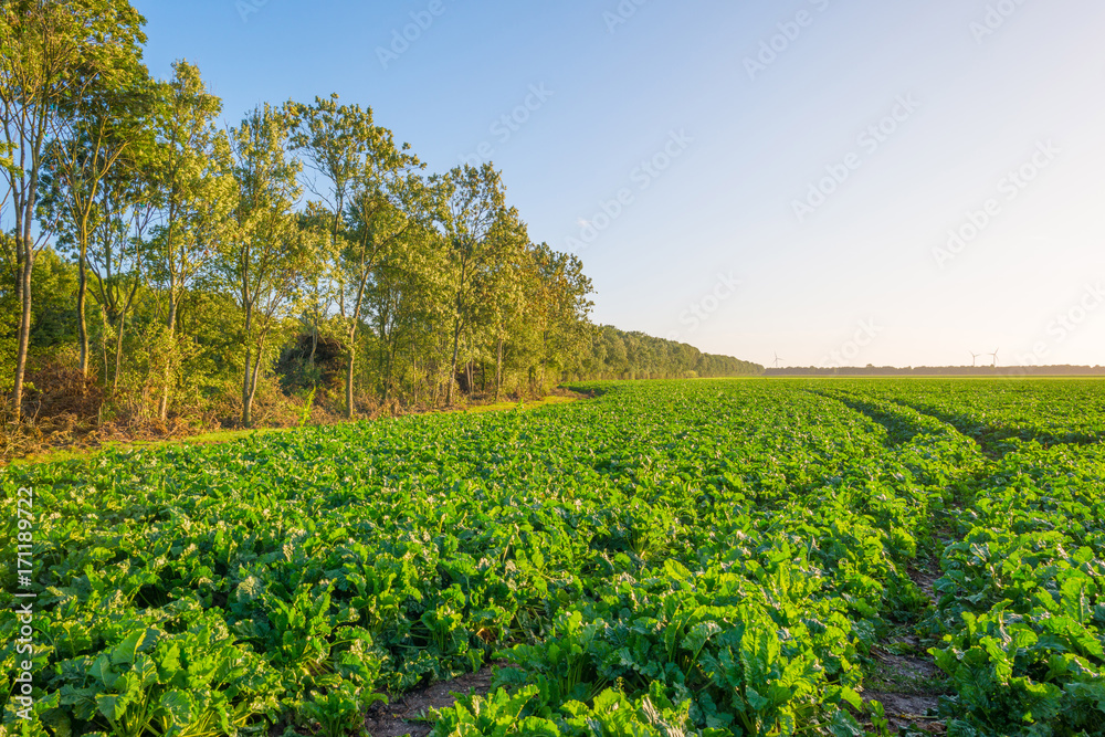 Field with vegetables in sunlight in summer