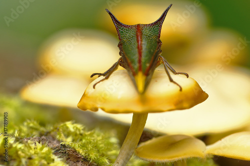 Canvas Print membracidae sobre seta