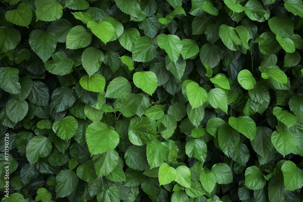 Green fence, nature ecological background. Green fence, nature ecological background.