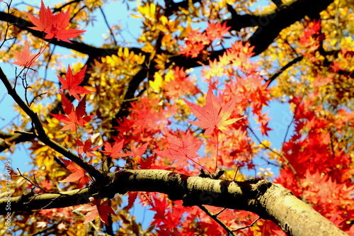 鮮やかな秋イメージ