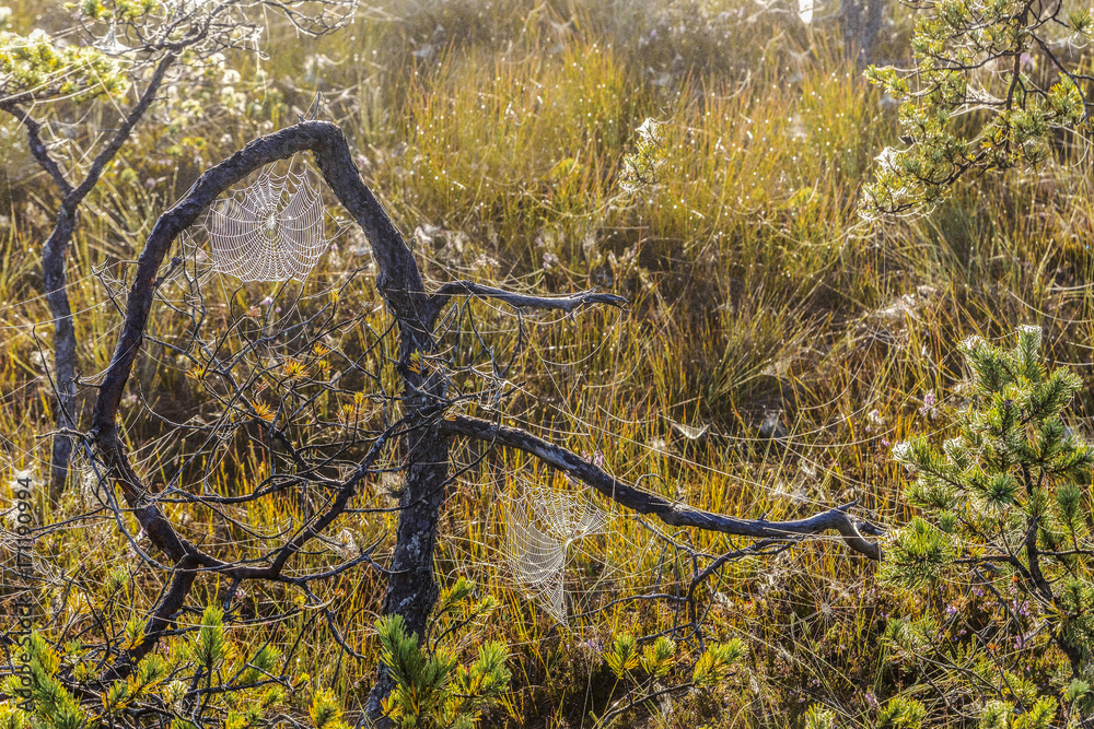 Fototapeta premium Marsh Latvia.Dunikas early in the morning at sunrise