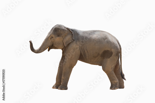 Elephant isolated.