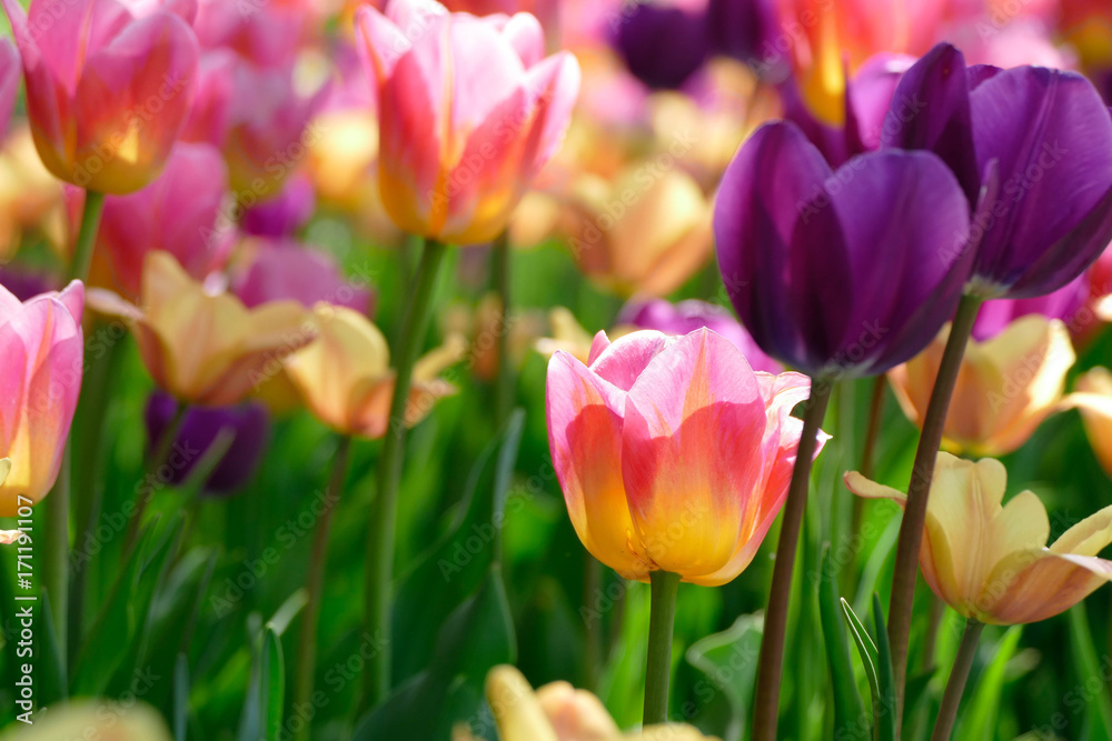 Colorful Tulips Colorful Tulips