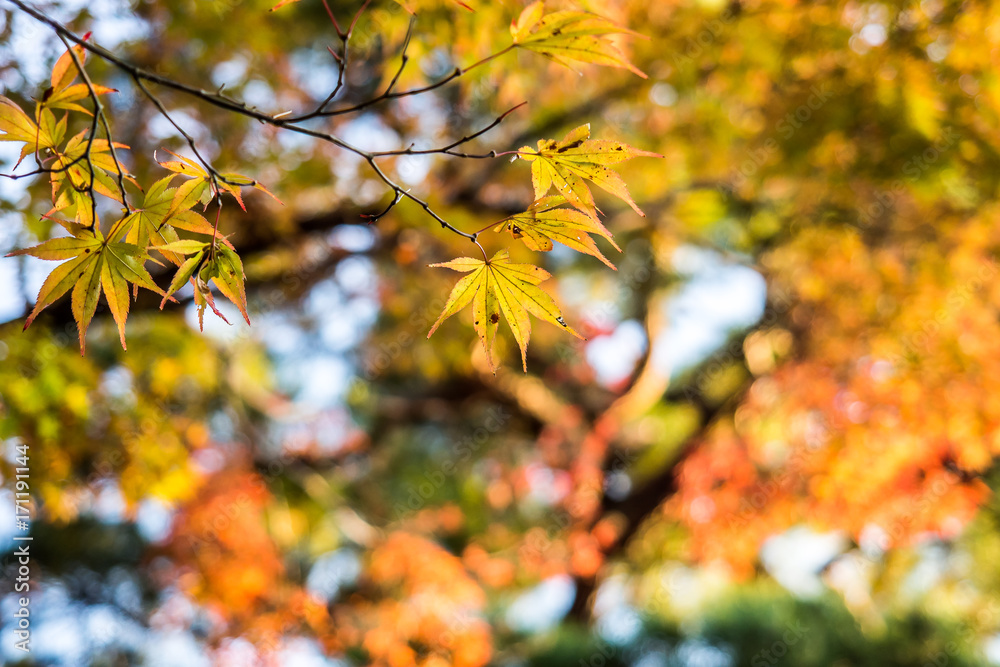 Autumn red maple leaf in season change Kyoto Japan. Autumn red maple leaf in season change Kyoto Japan.
