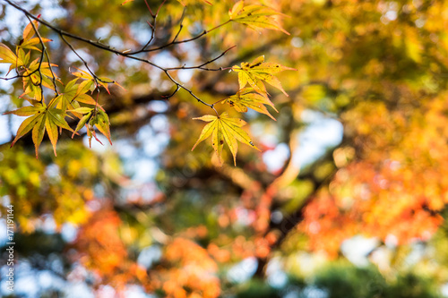 Autumn red maple leaf in season change Kyoto Japan.