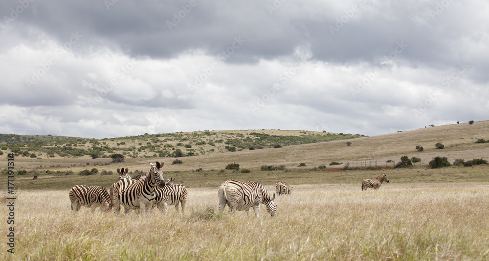 Steppenzebras im Umfolozi Nationalpark, Südafrika Steppenzebras im Umfolozi Nationalpark, Südafrika