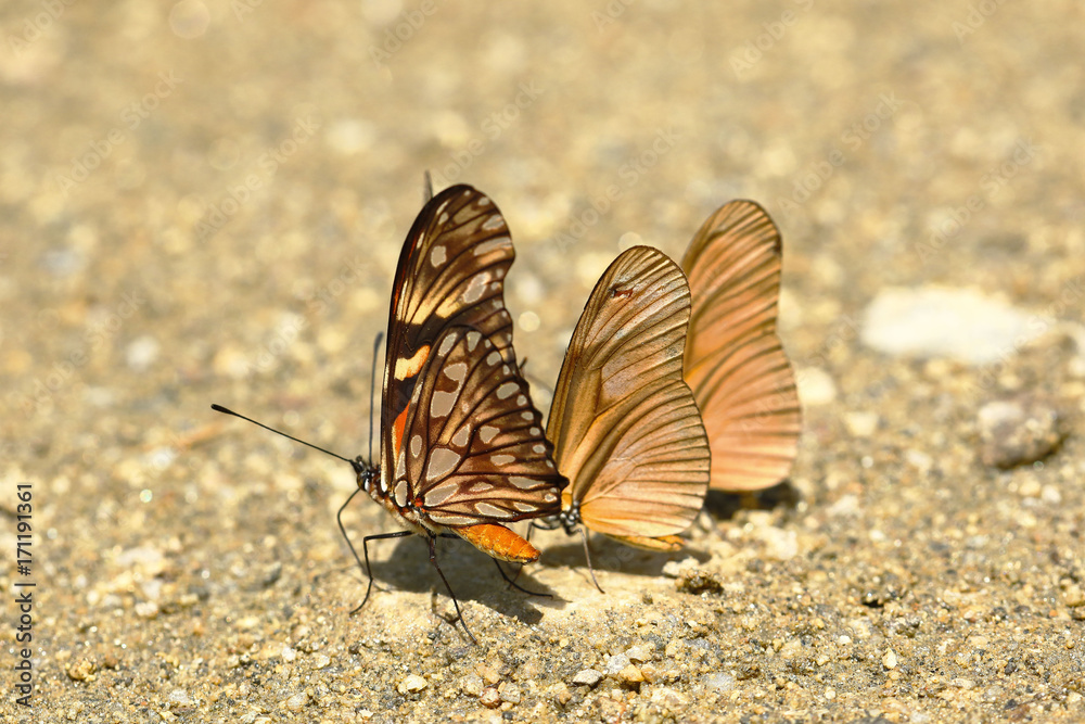 Obraz premium mariposas tropicales