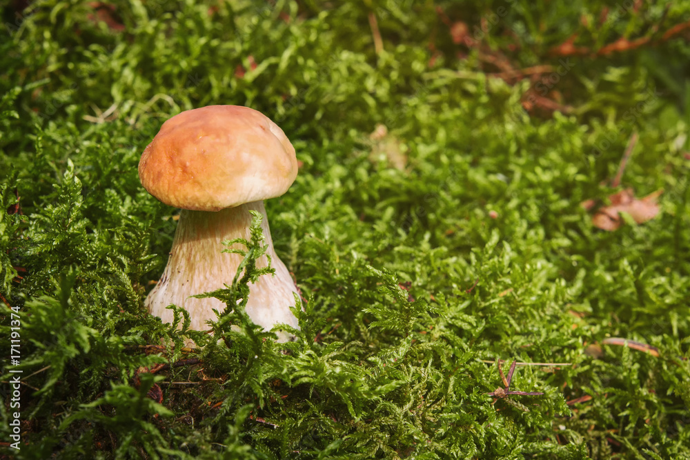 Edible mushroom boletus on forest moss with copy space Edible mushroom boletus on forest moss with copy space
