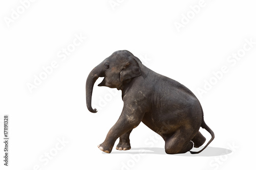 Elephant isolated.