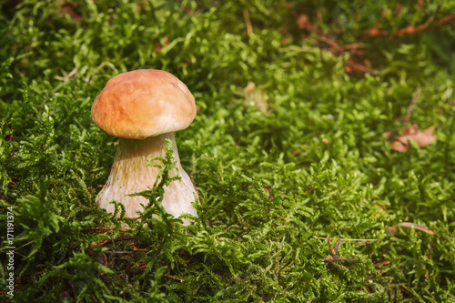 Edible mushroom boletus on forest moss with copy space
