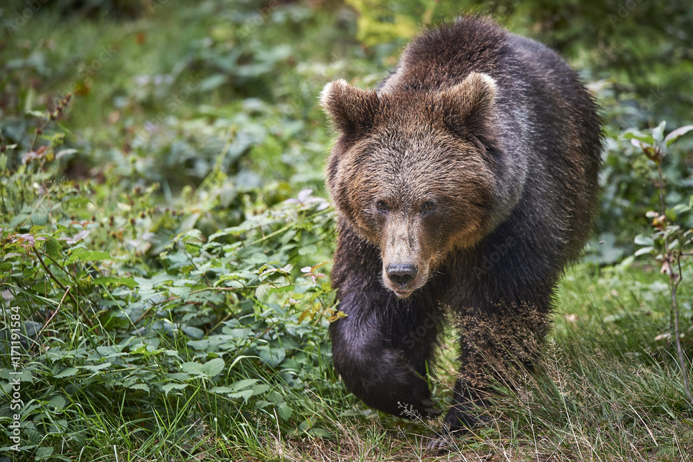 Fototapeta premium Braunbär läuft am Kamera zu