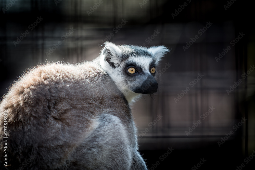 Fototapeta premium Ring tailed lemur