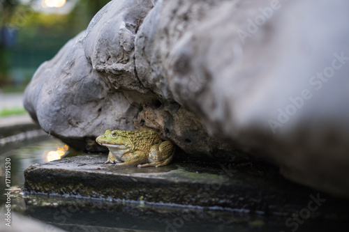 Green frog sitting sneak shelter under rocks.